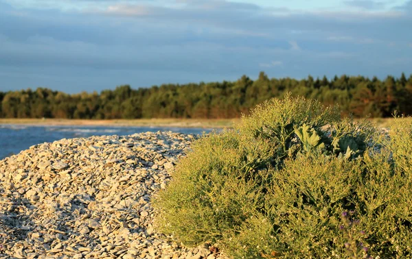 PLANT BY THE SEA — Stock Photo, Image