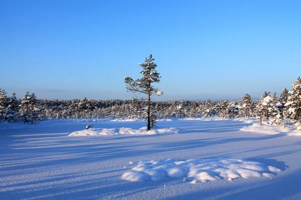 Frozen forest lake — Stock Photo, Image