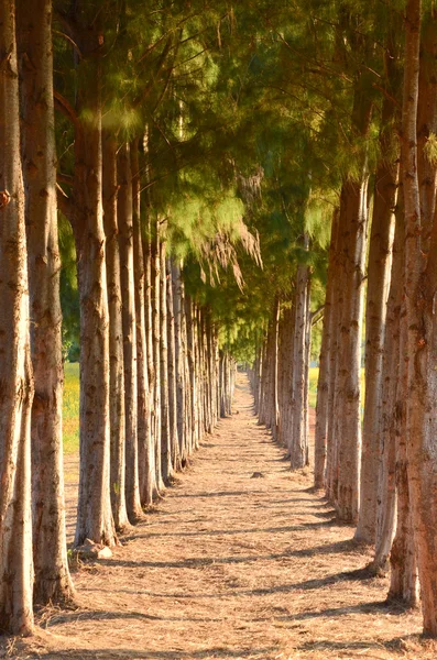 Árbol natural. Camino en el bosque — Foto de Stock