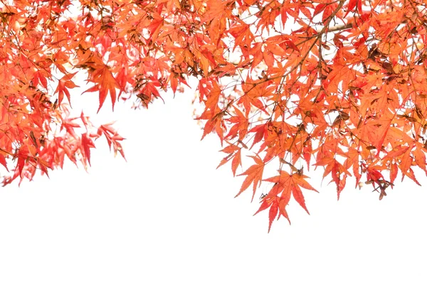 Gros plan fond d'automne isolé sur blanc — Photo