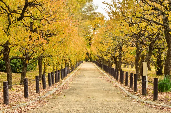公園内の美しい秋経路 — ストック写真
