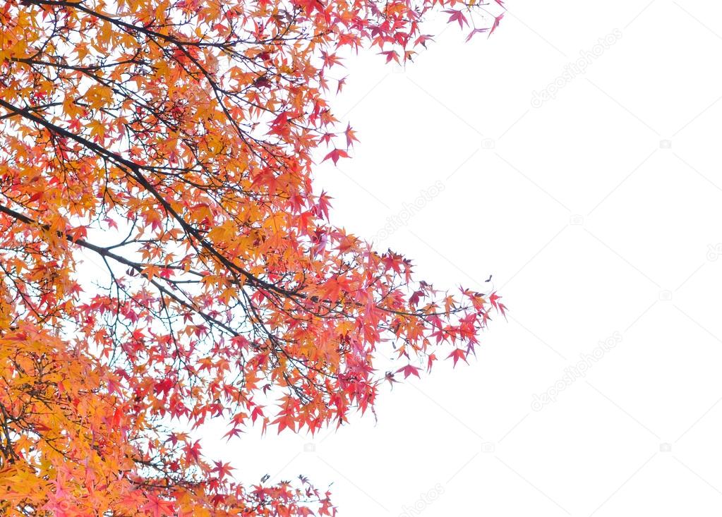 Close up autumn background isolated on white