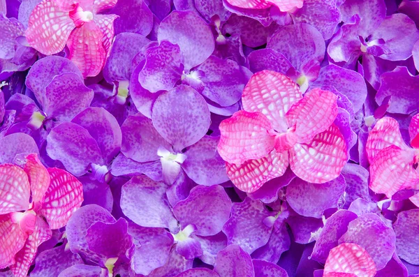 美丽的人工百合和兰花花背景 — 图库照片