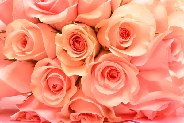 Beautiful pink rose background — Stock Photo, Image