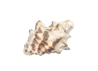 deniz kabuğu beyaz üzerine izole