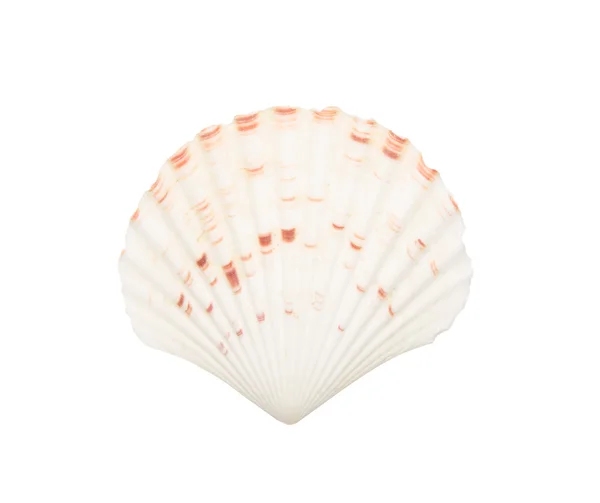 Seashell aislado en blanco —  Fotos de Stock