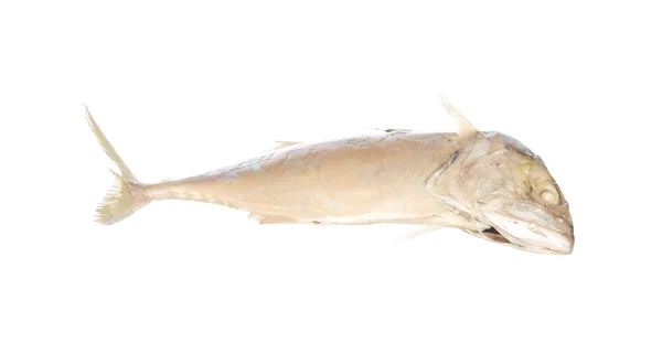 Makrela izolovaných na bílém — Stock fotografie