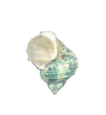 deniz kabuğu beyaz üzerine izole