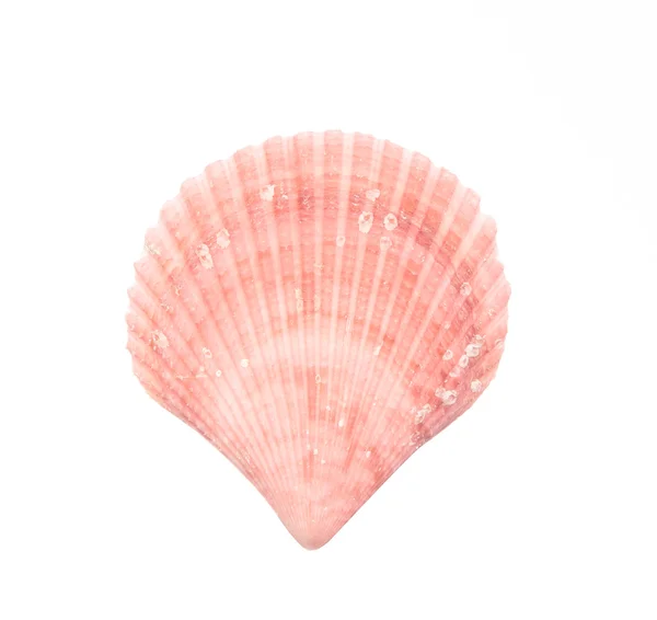 Seashell aislado en blanco —  Fotos de Stock