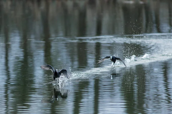 Zwei Vögel Gleiten Und Fliegen Über Dem Wasser — Stockfoto