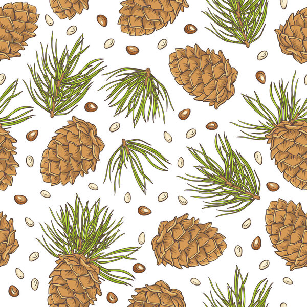 Hand drawing pine cones and pine nuts