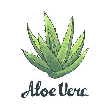 Doğal vektör Aloe vera