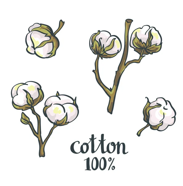 Conjunto de algodón natural — Vector de stock
