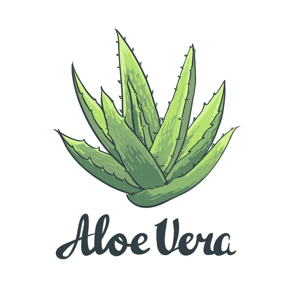 Vetor natural Aloe vera — Vetor de Stock