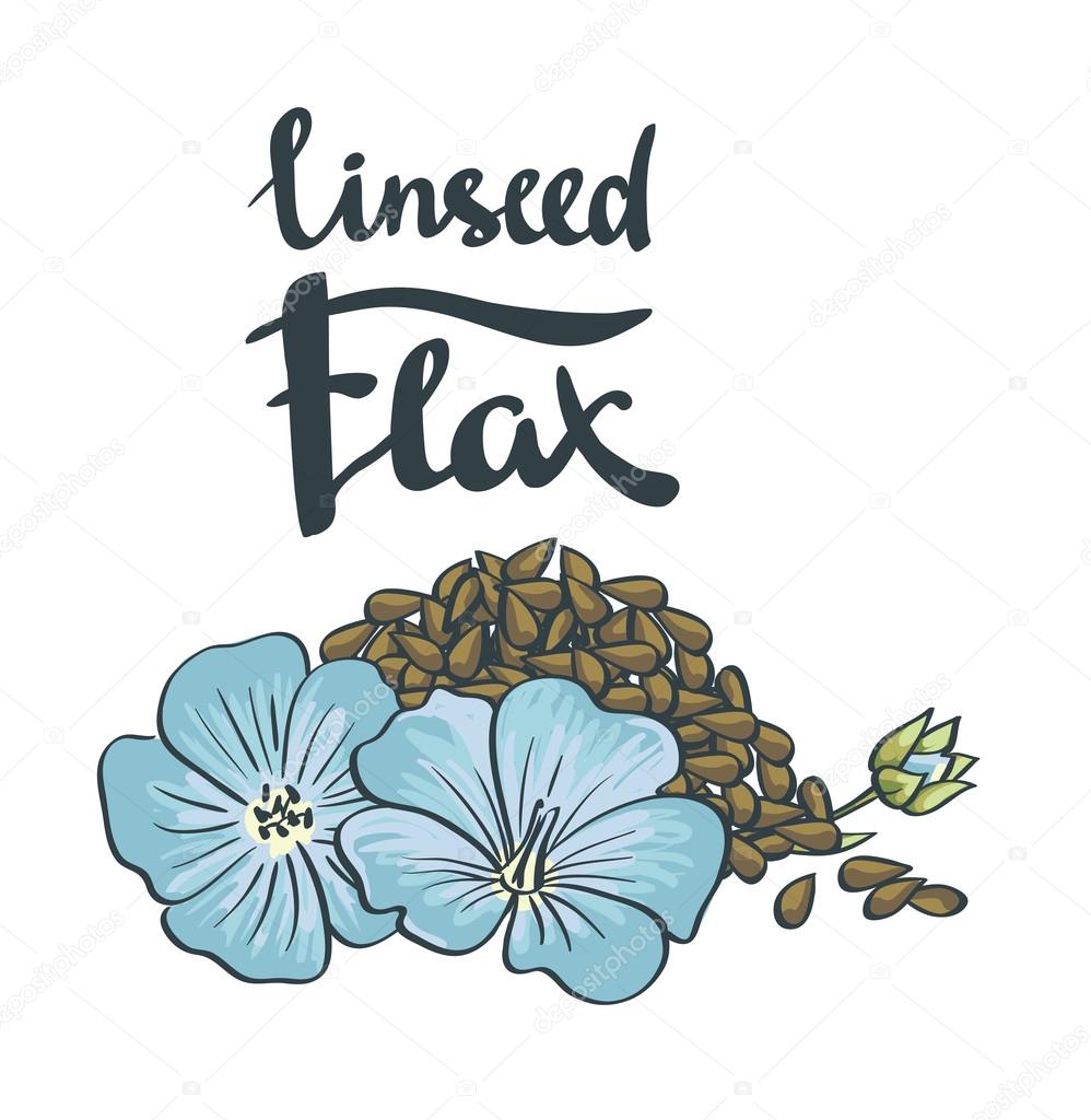 Flax Seeds and flowers.