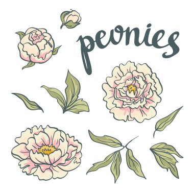 Pembe Peonies çiçekler