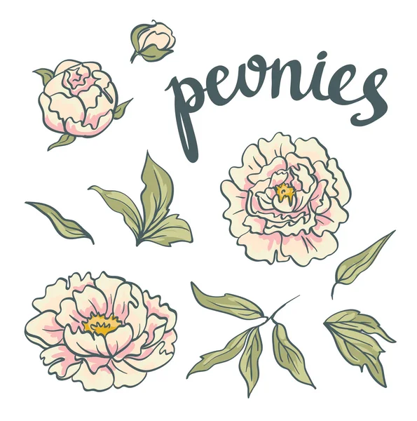 Flores de peonías rosadas — Vector de stock