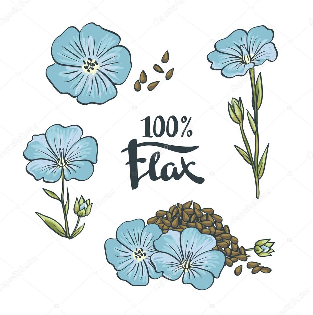 Flax Seeds and flowers