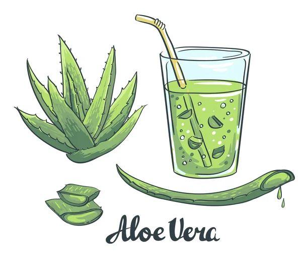 Aloe Vera in glass — Stock Vector