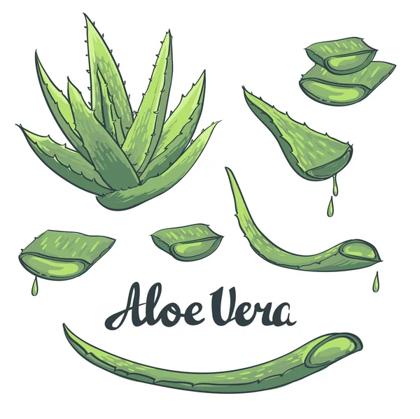 Planta de aloe vera — Vetor de Stock