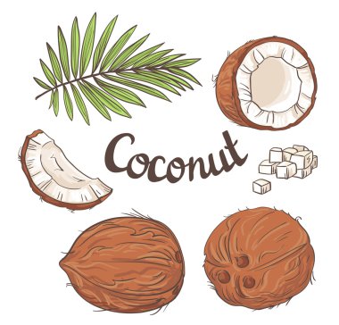 Coconuts set with leaves clipart