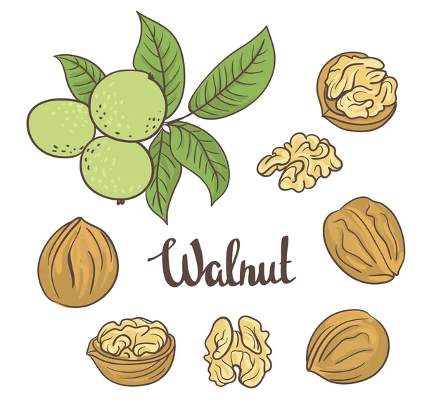 Nueces de dibujos animados con hojas — Vector de stock