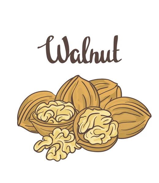 Nueces maduras de dibujos animados — Vector de stock