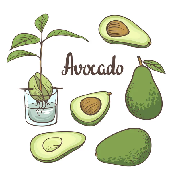 Avocado met zaden schilderij — Stockvector