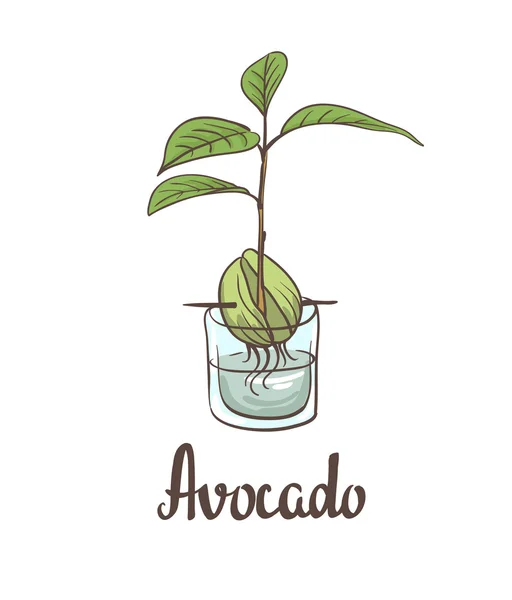 Plántulas de aguacate en frasco — Vector de stock