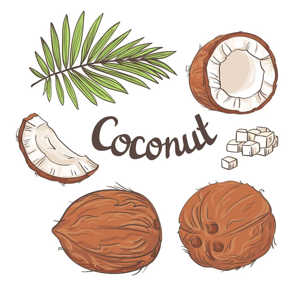 Coconuts set with leaves — Stock Vector