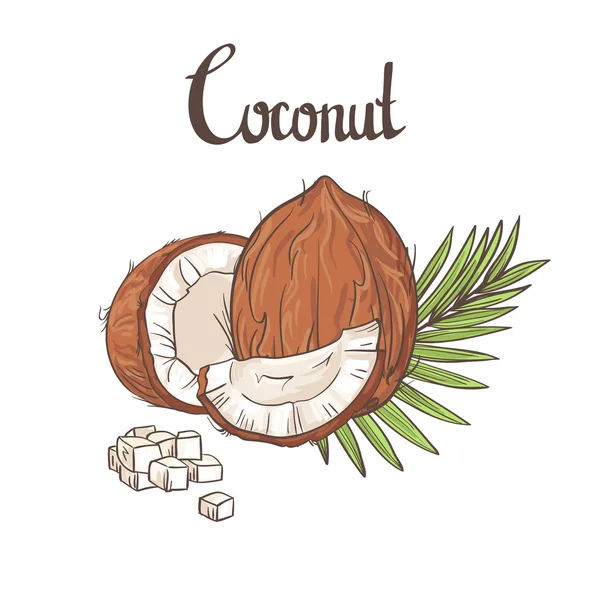 Kokosové ořechy, s listy — Stockový vektor
