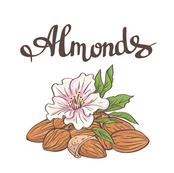 Almendras con granos y flores — Vector de stock