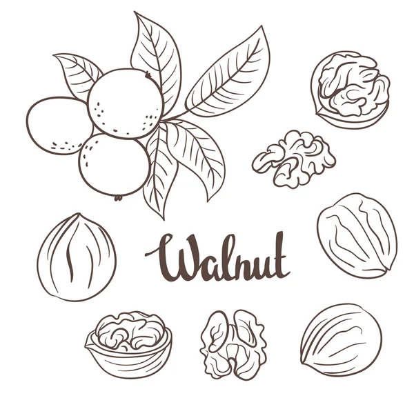 Walnuts with leaves and dried walnuts — Stock Vector