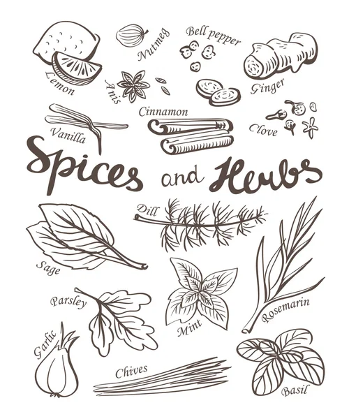 Spices and herbs collection — Stock Vector