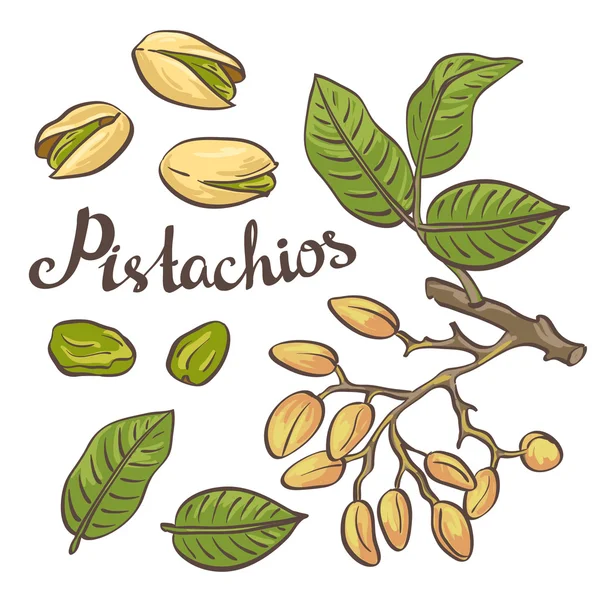 Фисташковые орехи с листьями — стоковый вектор