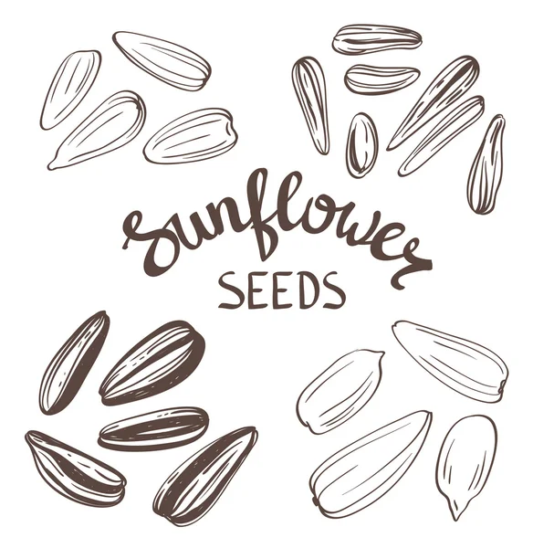 Sunflower seeds Poster — Stock Vector