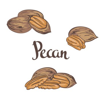 Dried Pecan nuts isolated clipart