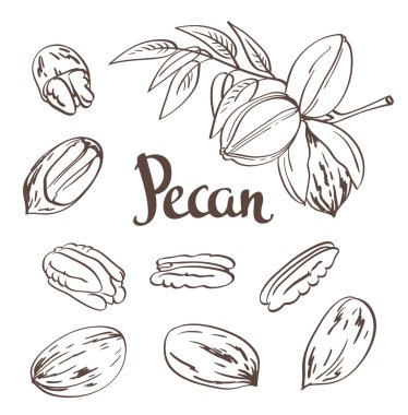 Dried Pecan nuts isolated clipart