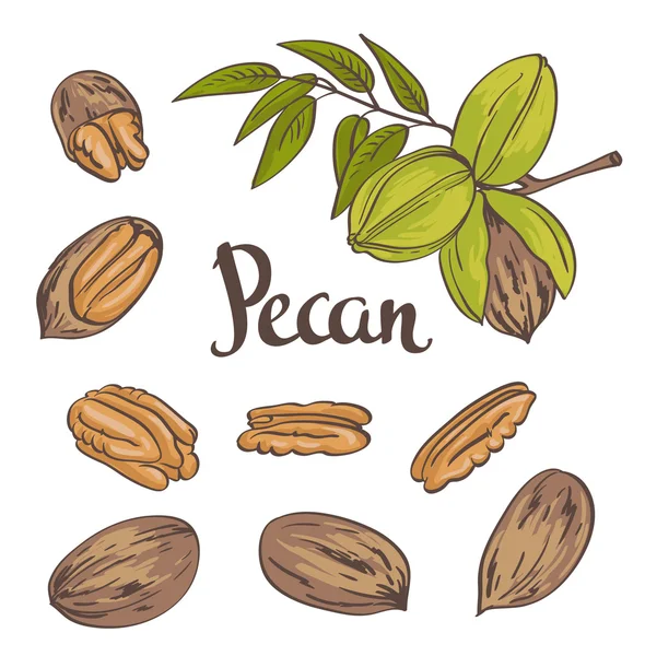 Nozes de Pecan verdes com folhas —  Vetores de Stock