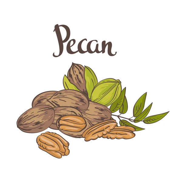 Foglie e noci di pecan secche — Vettoriale Stock