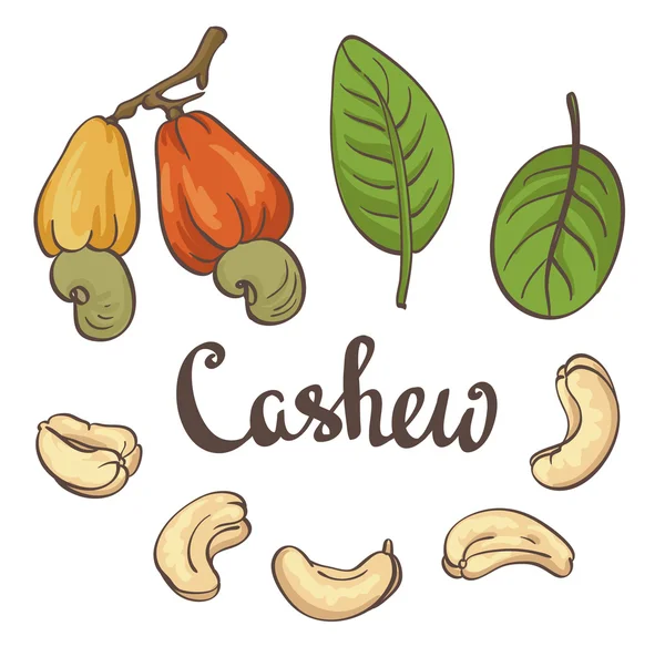 Cashew, kernels en bladeren. — Stockvector