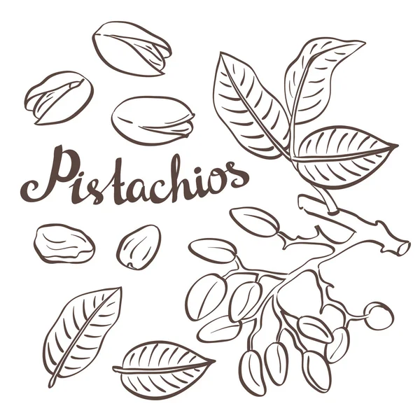 Ilustración de nueces de pistacho . — Vector de stock