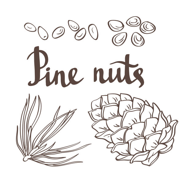 Pine nuts and pine cone
