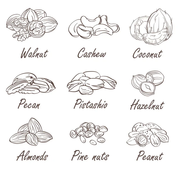 Nueces dibujadas a mano — Vector de stock