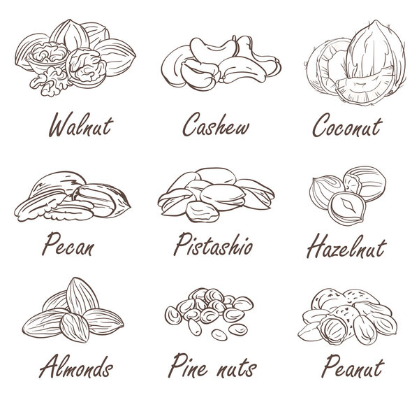 hand sketched nuts