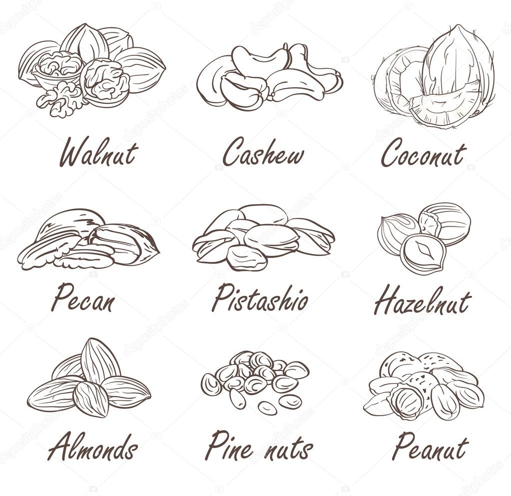 hand sketched nuts