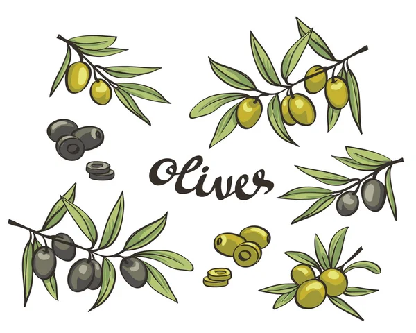 Set aus grünen und schwarzen Oliven. — Stockvektor
