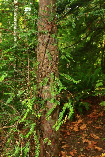 a exterior picture of an Pacific Northwest forest with Pacific yew tree