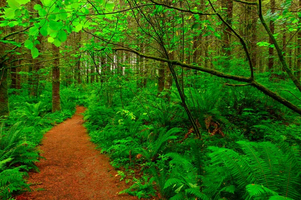 a exterior picture of an Pacific Northwest forest trail