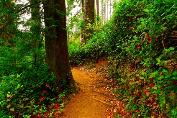 a exterior picture of an Pacific Northwest forest trail